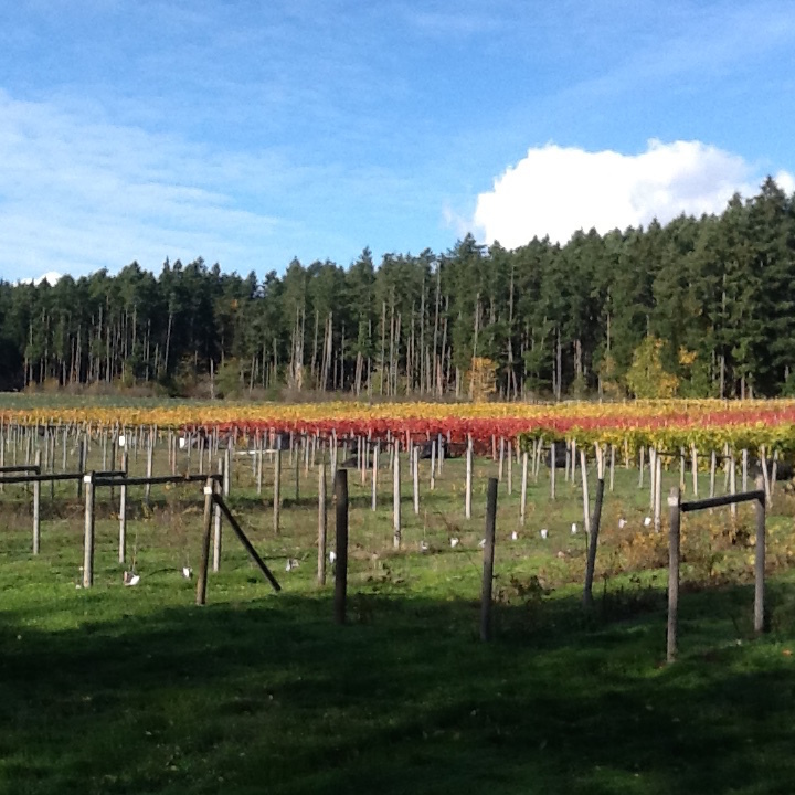 Cherry Point Estate Wines