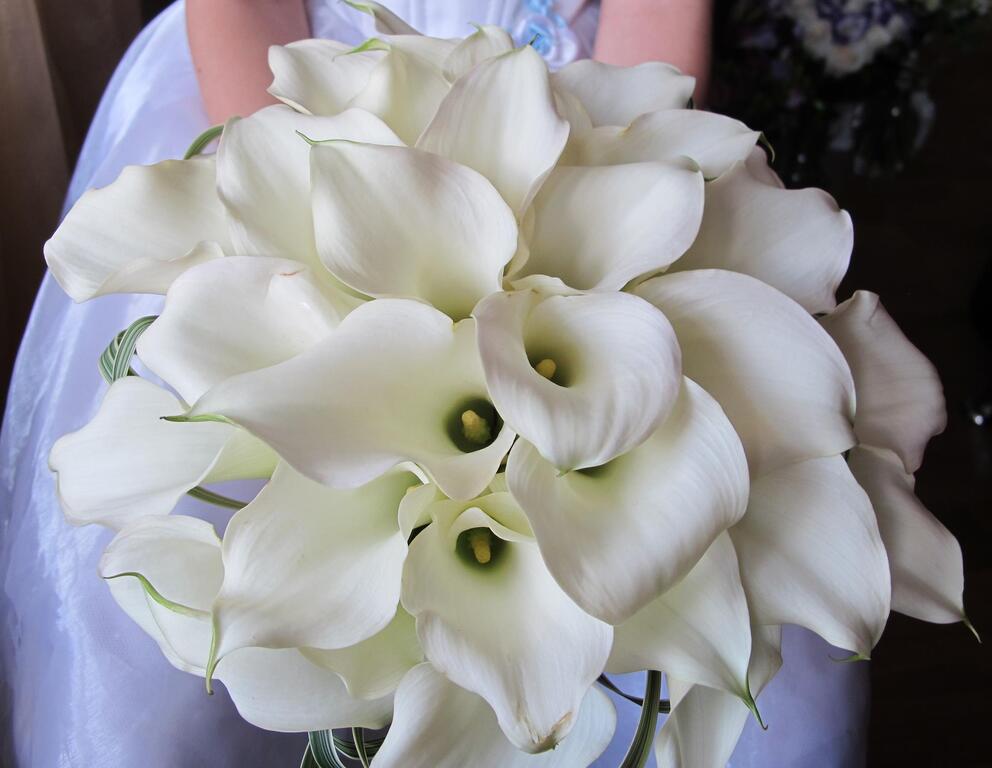 Bridal Blossom