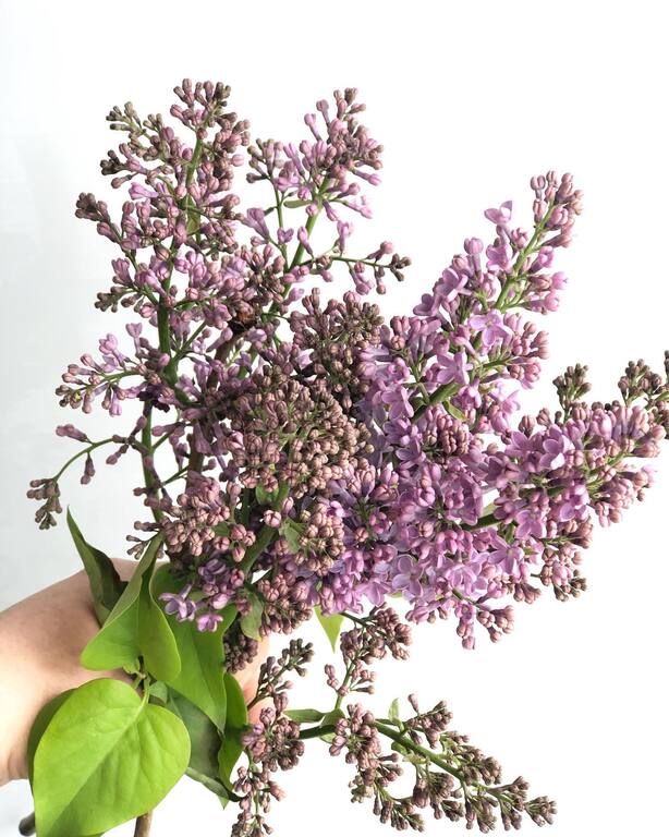 THORN and Thistle Flower Merchants