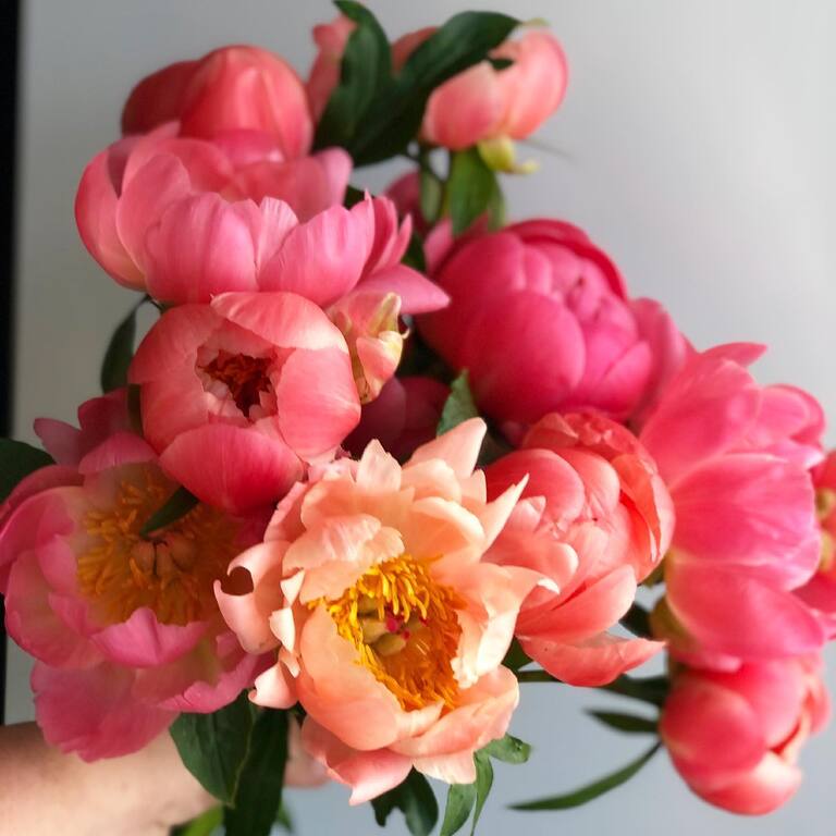 THORN and Thistle Flower Merchants