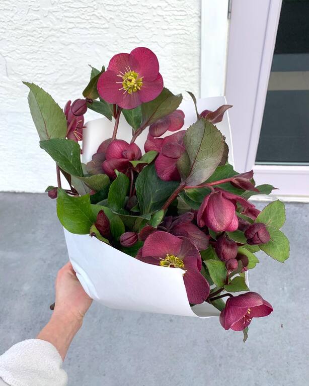 THORN and Thistle Flower Merchants