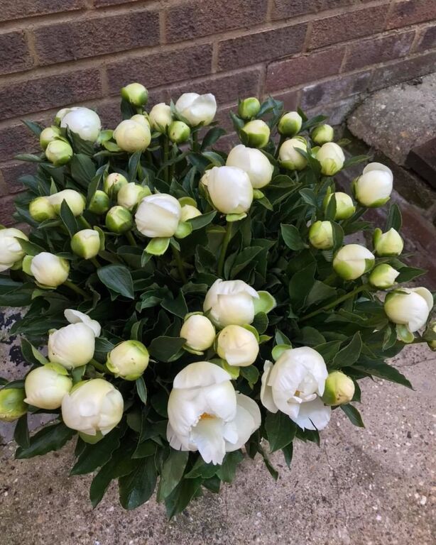 Jonquil Floral Design