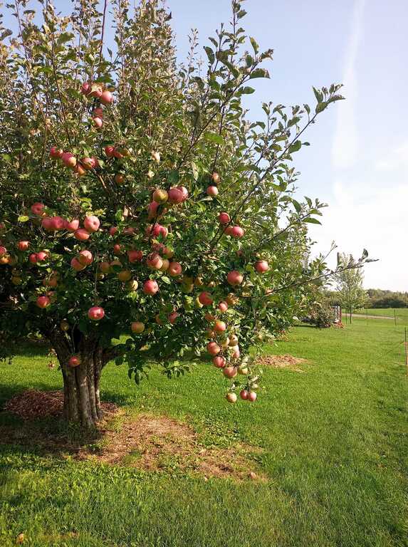 Albion Orchards