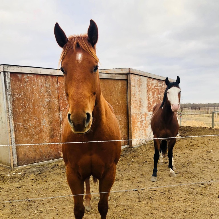 Sagehill Stables