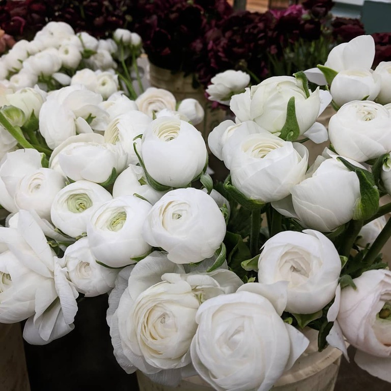 Fresh Blooms
