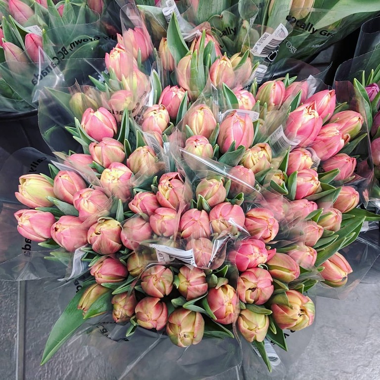 Fresh Blooms