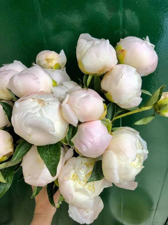 Casablanca Florist