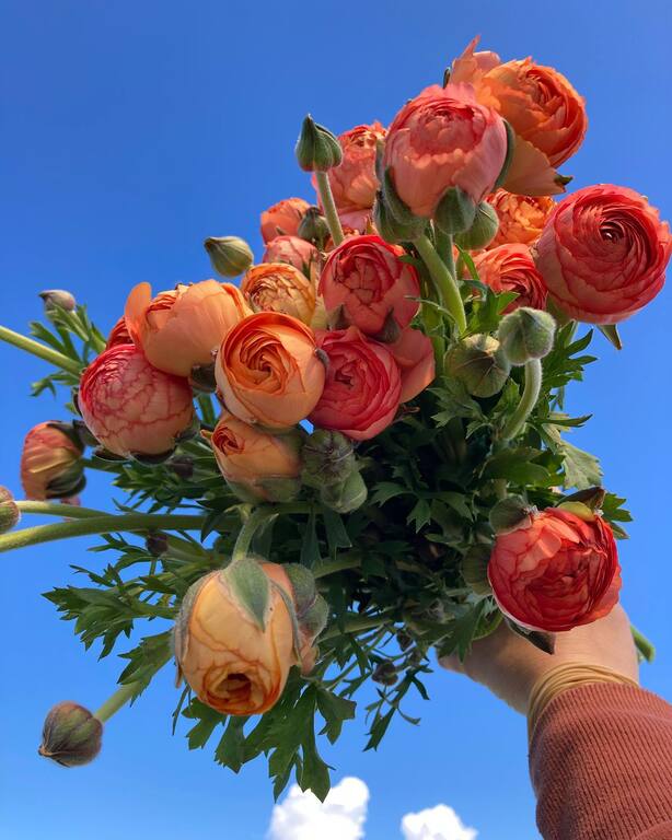 River and Sea Flowers