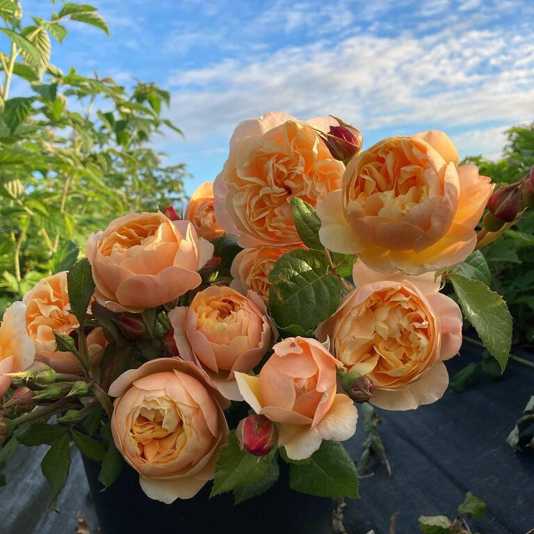 River and Sea Flowers