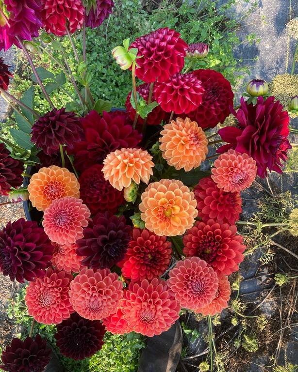River and Sea Flowers