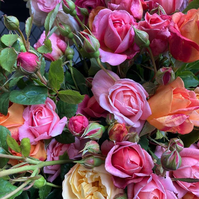 River and Sea Flowers