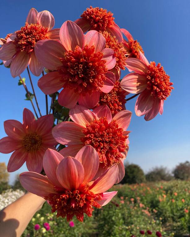 River and Sea Flowers