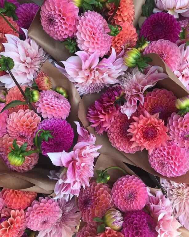 River and Sea Flowers