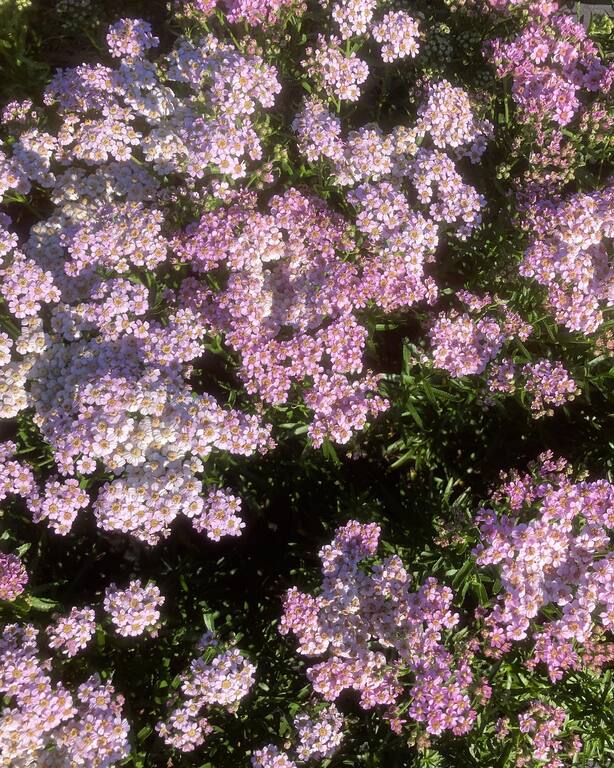 River and Sea Flowers